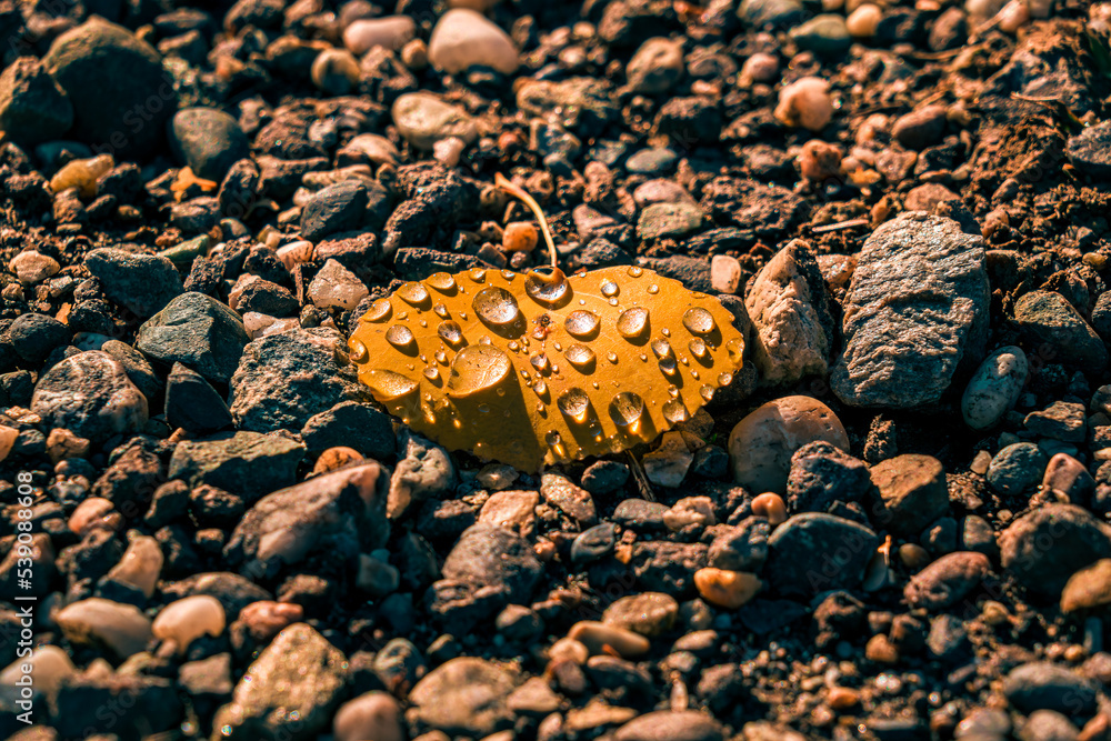 Yellow spruce leaf with morning dew droplets on top of pebbles Yellow spruce leaf with morning dew droplets on top of pebbles
