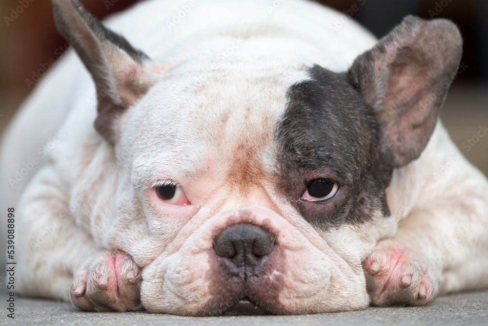Close-up dog lying sad face on the floor Close-up dog lying sad face on the floor