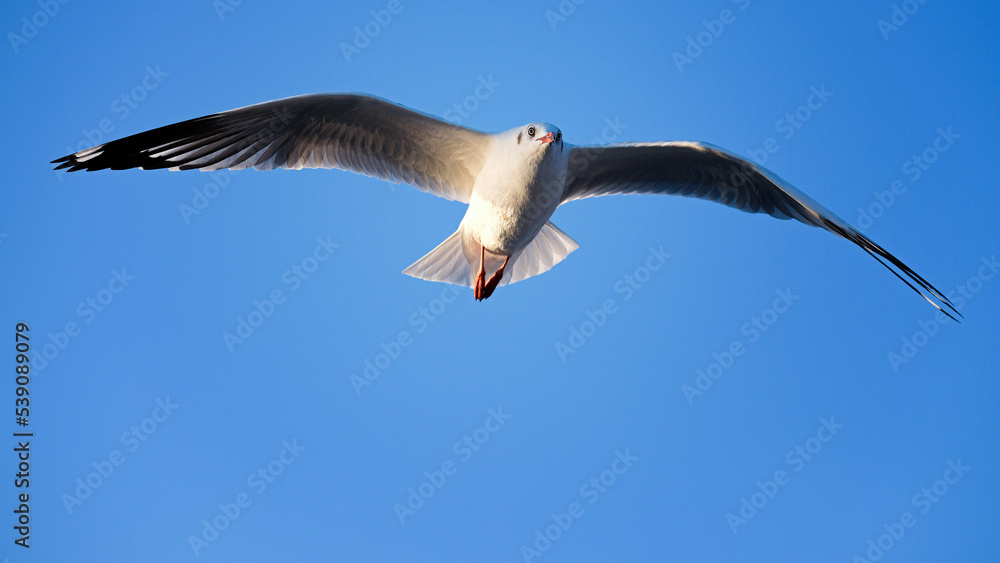 Obraz premium Seagulls flying at Bang Pu sea