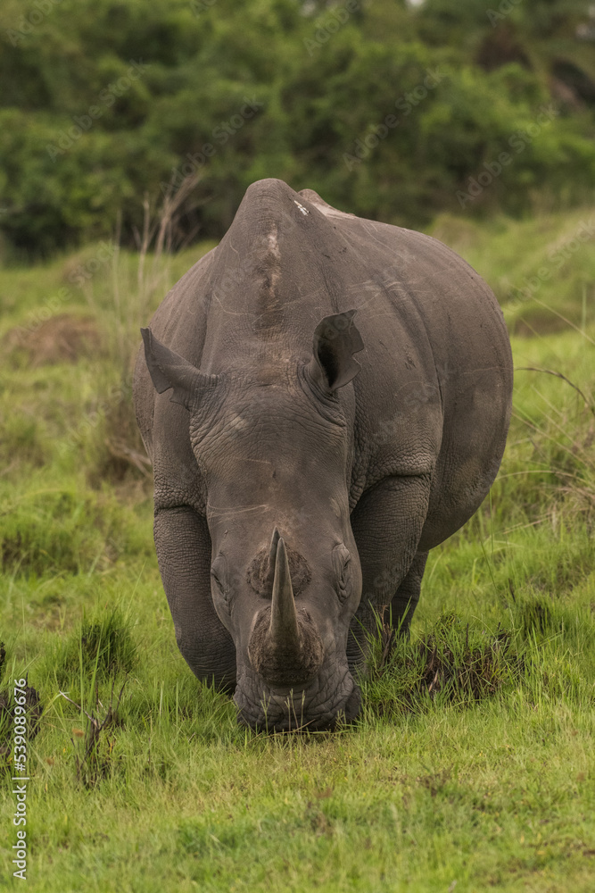 Obraz premium White rhinoceros (Ceratotherium simum) with calf in natural habitat, South Africa