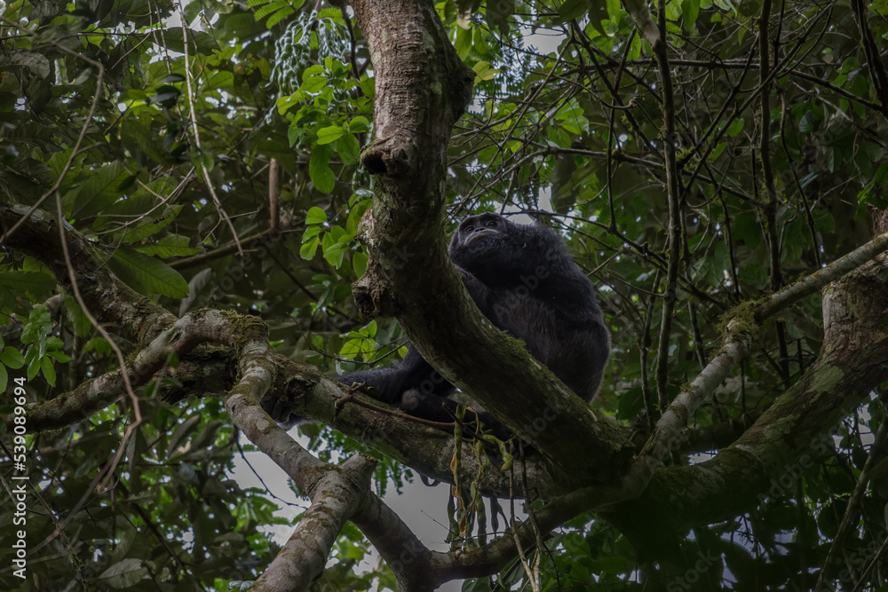 Fototapeta premium Pan-hooting chimpanzee (Pan troglodytes) in natural habitat