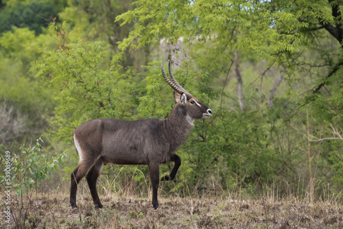 male Waterbuck  Kobus ellipsiprymnus  large antelope in East Africa. Nice African animal in the nature habitat. Wildlife scene from nature.