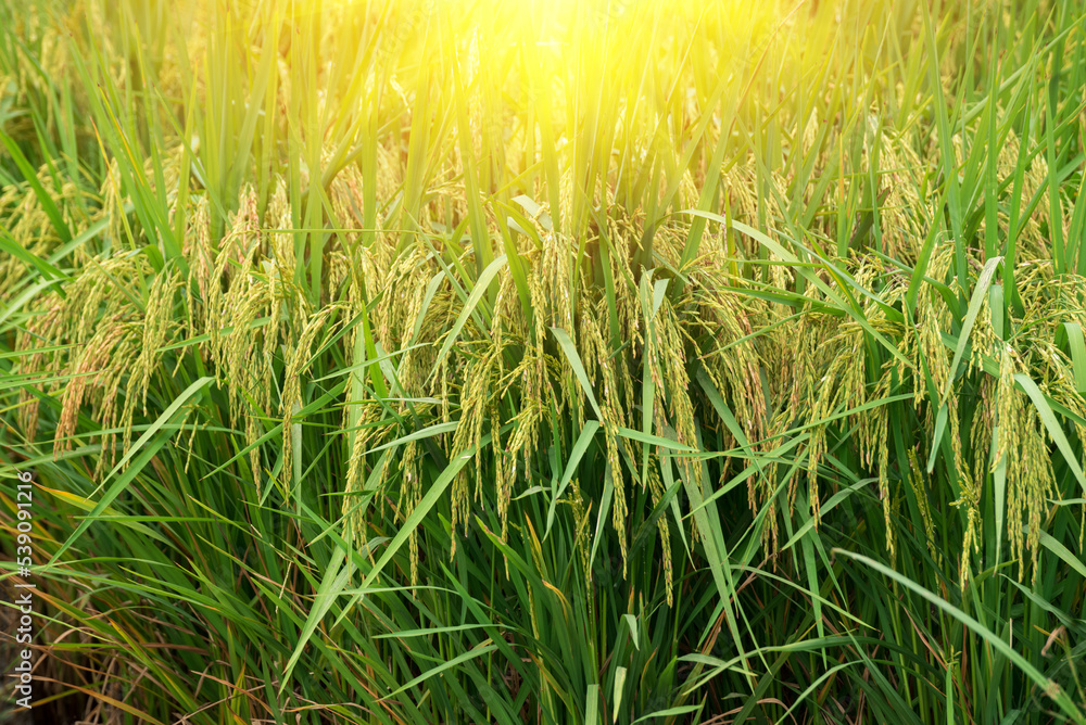 Rice farm, Rice field, Rice paddy in thailand, rice field in Beautiful sunrise