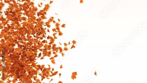 Maple Leaves Transition on White Background. Transition of maple leaves on ground and windy noise separate alpha channel.