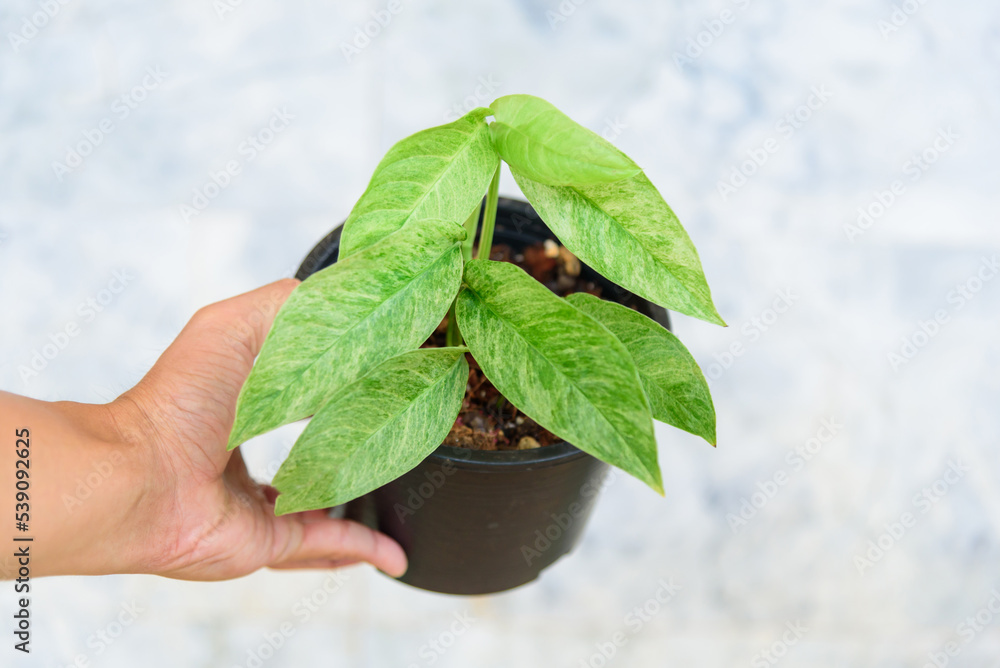 Fresh leaf of monstera laniata narrow form mint variegated in the pot Fresh leaf of monstera laniata narrow form mint variegated in the pot