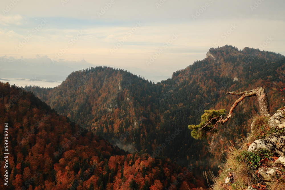 Pieniny Sokolica