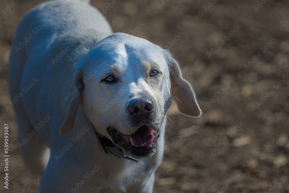 2022-10-17 A ADULT YELLOW LABRADOR STARING UP WITH BEAUTIFUL EYES AND A BLURRY BACKGROUND AT A OFF LEASH DOG PARK 2022-10-17 A ADULT YELLOW LABRADOR STARING UP WITH BEAUTIFUL EYES AND A BLURRY BACKGROUND AT A OFF LEASH DOG PARK