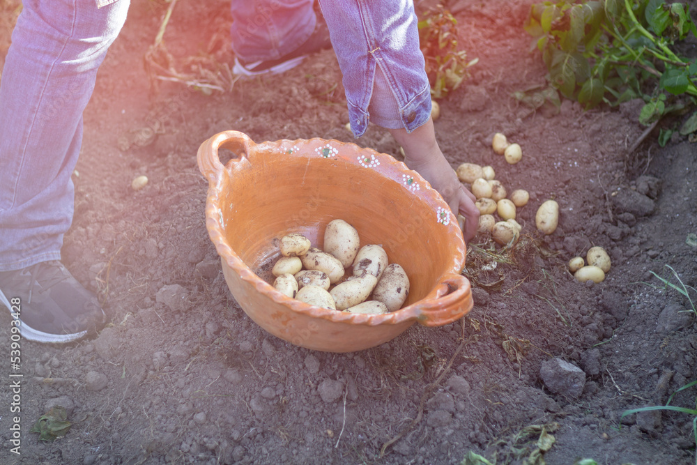 Obraz premium mexican farmer harvesting organic potatoes in traditional clay pot