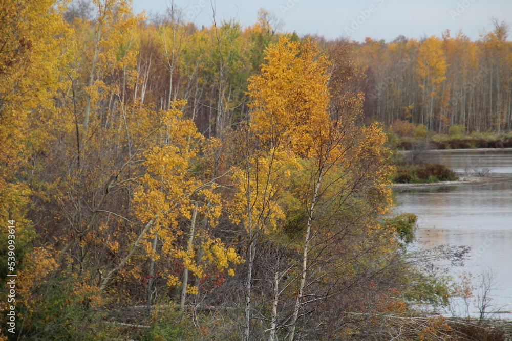 autumn in the woods, elk island national park, alberta