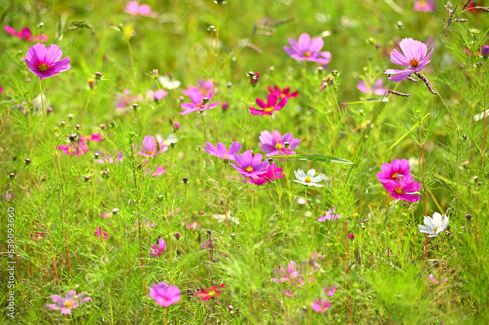 Fototapeta premium 背景のためのコスモスの花と自然なボケ