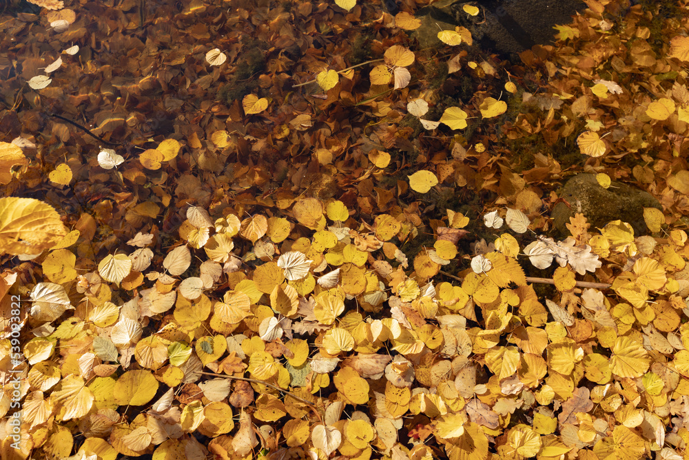 yellow dry leaves on water, autumn time, fallen leaves in a puddle yellow dry leaves on water, autumn time, fallen leaves in a puddle