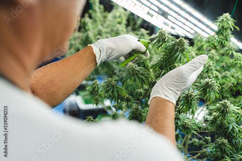Konstfotografi Green house indoor and harvesting of cannabis weed hemp plants cultivation at its finest, marijuana farm laboratory and ganja industry