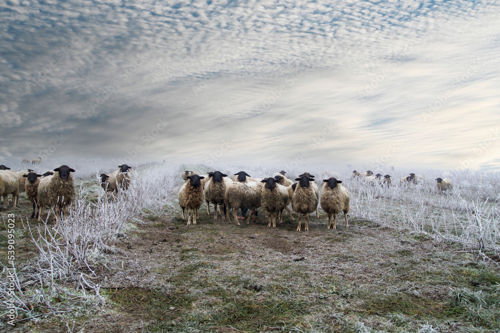 Naklejka premium weed control with herd of sheep in the snow. Grazing Animals, Sheep Herd in a plantation of Aronia shrubs, chokeberry - fruits. freezing rain storm with fog in Winter frosty landscape covered by ice