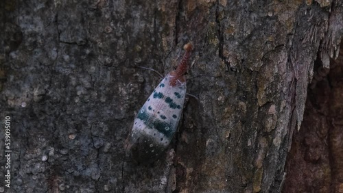 Rubbing its legs together then moves to the right, Lantern Bug Pyrops ducalis, Khao Yai National Park, Thailand. photo