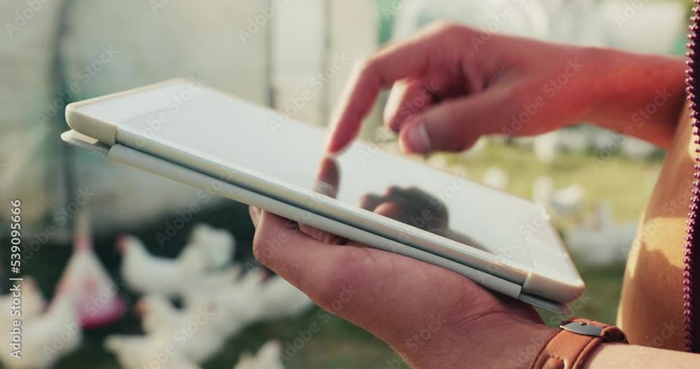 Chicken, tablet and farm with poultry livestock in agro, ecology and natural countryside. Animals, agriculture and closeup farmer hands on mobile technology to monitor a sustainable environment.