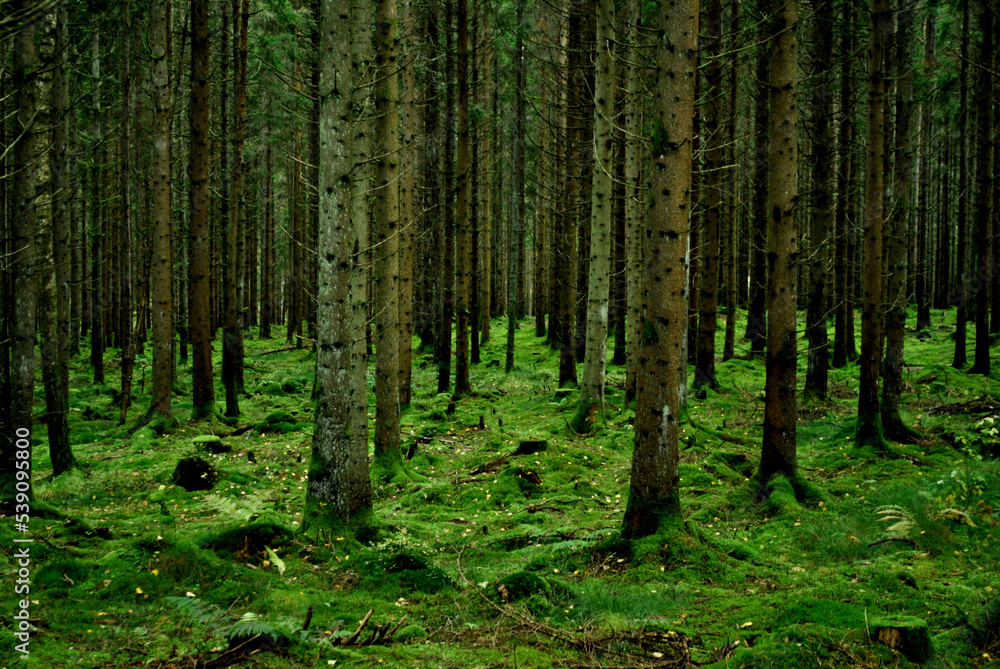 Obraz premium trees in the woods