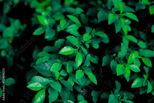 green leaves in the forest background