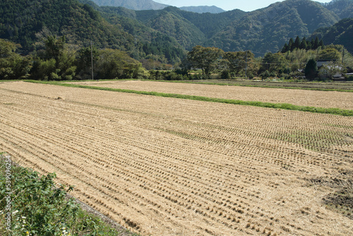 rice field after harvesting