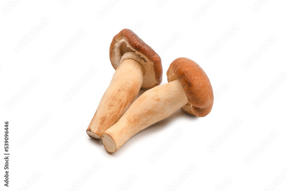 Raw honey mushroom isolated on a white background. Raw honey mushroom isolated on a white background.