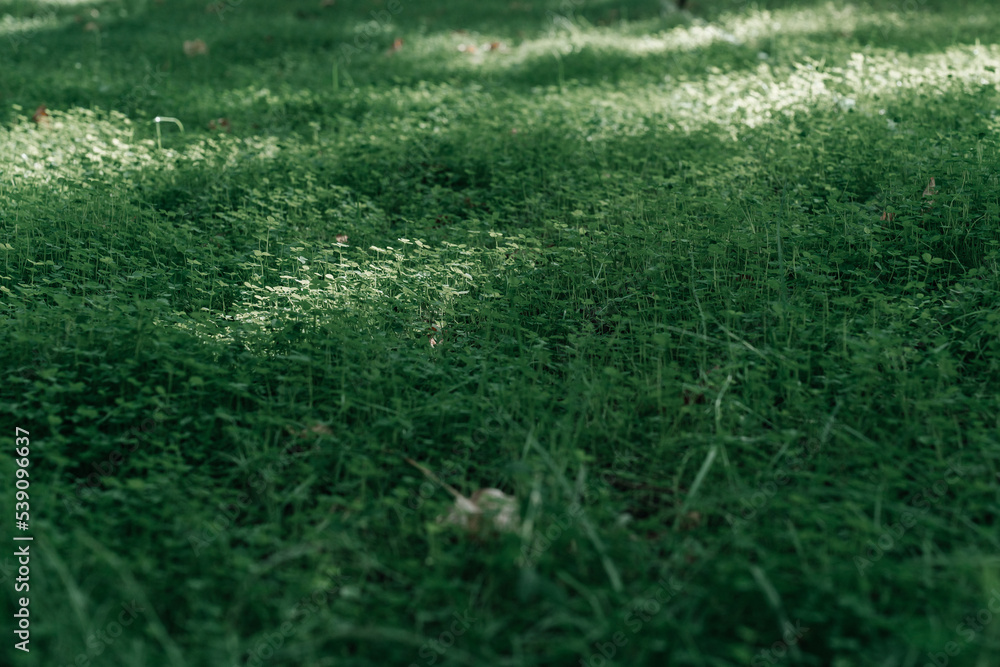 green grass background  