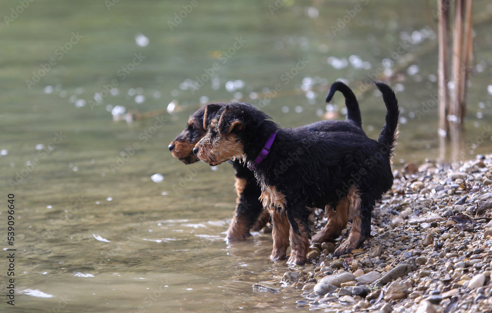 A litter of 8 week old Welsh Terrier hunting dog puppies are having great fun playing in the water for the first time. A litter of 8 week old Welsh Terrier hunting dog puppies are having great fun playing in the water for the first time.