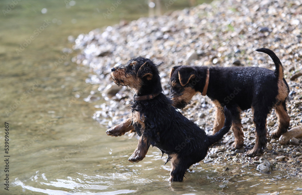 A litter of 8 week old Welsh Terrier hunting dog puppies are having great fun playing in the water for the first time.