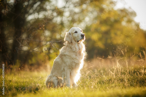 golden retriever sitting in the park at sunset