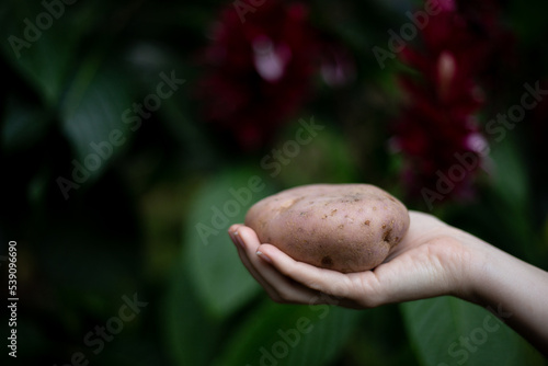 white femenine hand holding a potato photo