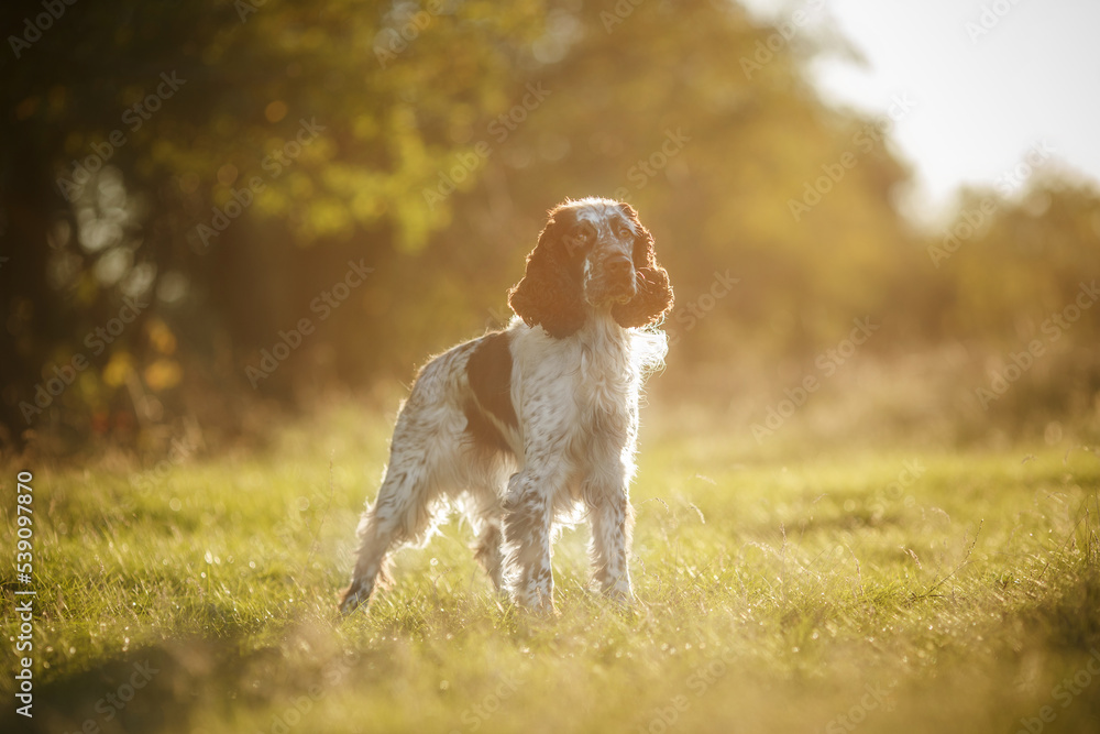 english springer spaniel standing in the park at sunset