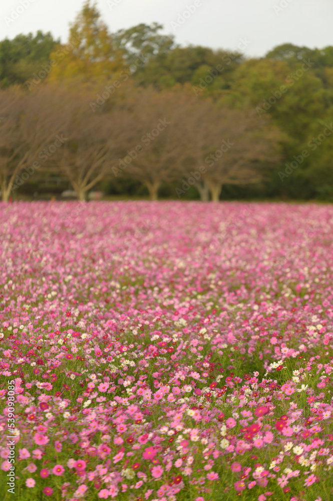 景観植物のコスモス畑