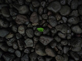 small plant isolated on rock backgrounds