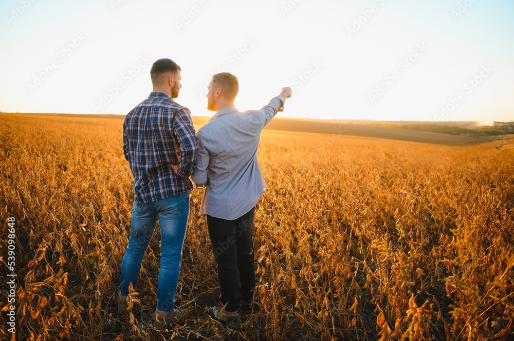 Two farmers standing in a field examining soybean crop before harvesting. - obrazy, fototapety, plakaty 