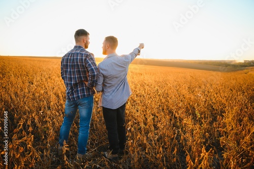 Fototapeta Two farmers standing in a field examining soybean crop before harvesting