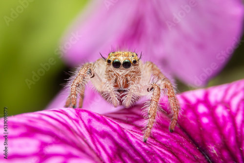 Jumping spider on pink flowers in the garden. Hyus spider on flowers with green background.