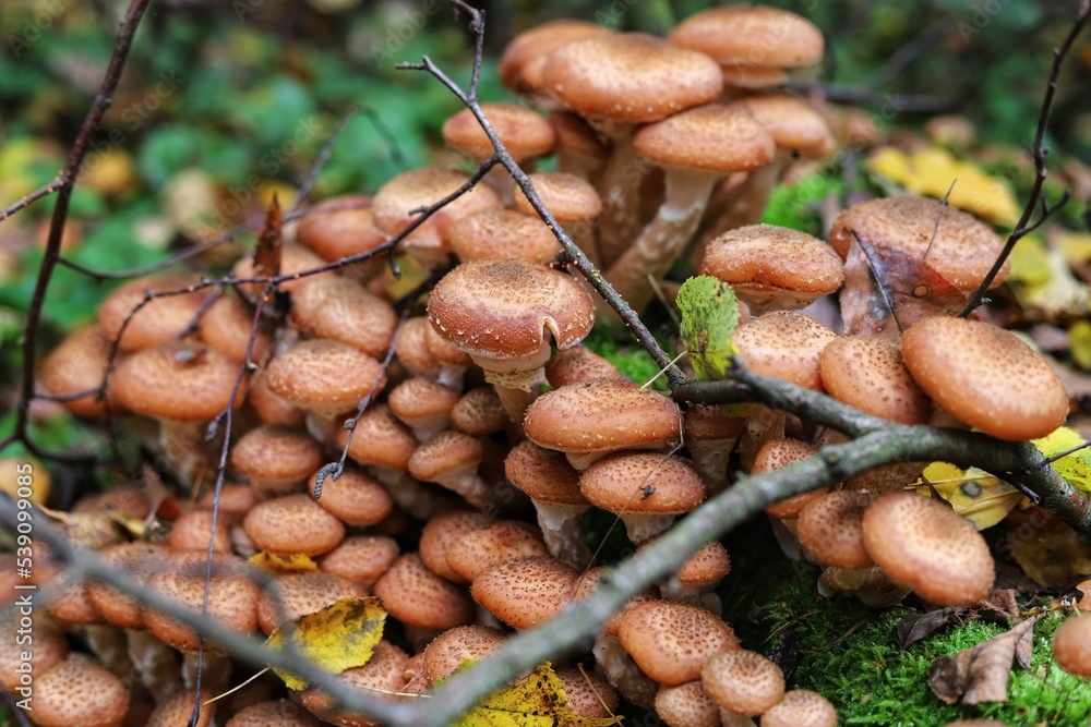 Armillaria mellea, commonly known as honey fungus. Close up. Armillaria mellea, commonly known as honey fungus. Close up.