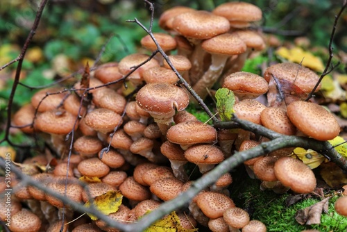 Armillaria mellea, commonly known as honey fungus. Close up.