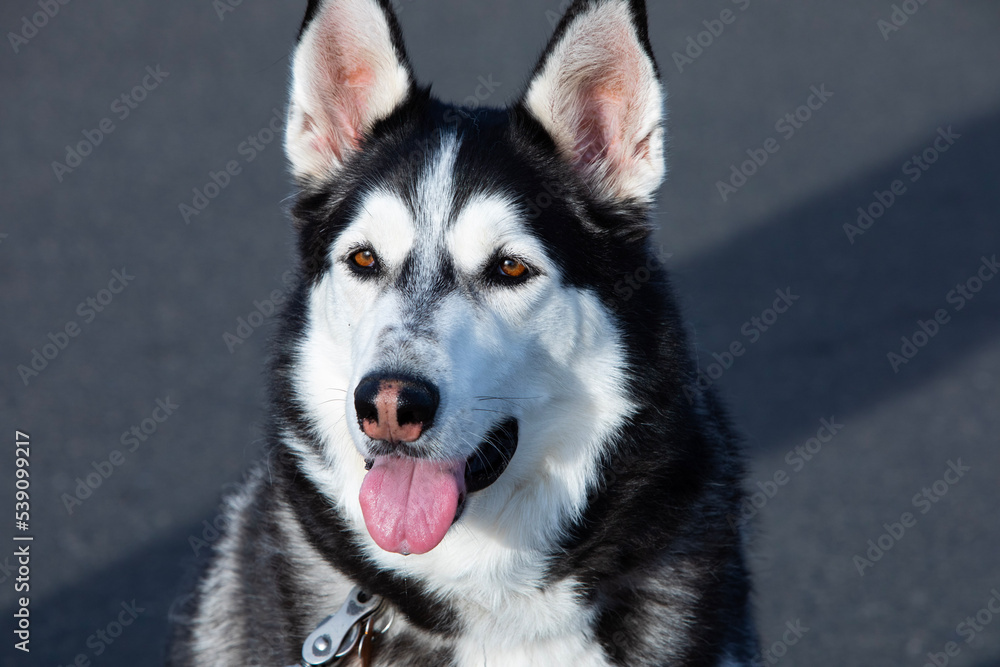 Obraz premium dog