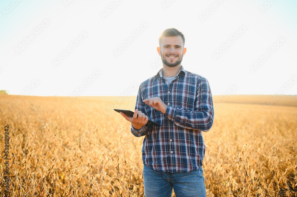 A farmer inspects a soybean field. The concept of the harvest