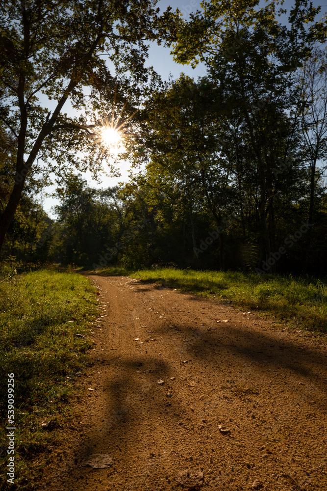Obraz premium Pista forestal (camino carretera) en un bosque al amanecer con el sol entre los árboles