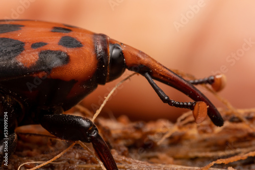 Quadro em tela Red palm weevil or Red-stripes palm weevil on the coconut bract