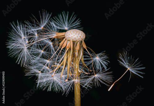 фотографія Macrophotography of a white dandelion on black background.