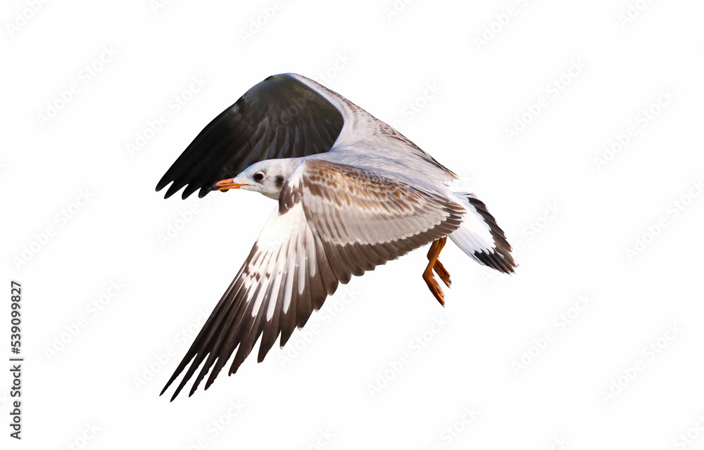 Fototapeta premium Beautiful seagull flying isolated on white background.