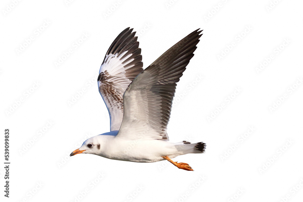 Obraz premium Beautiful seagull flying isolated on white background.