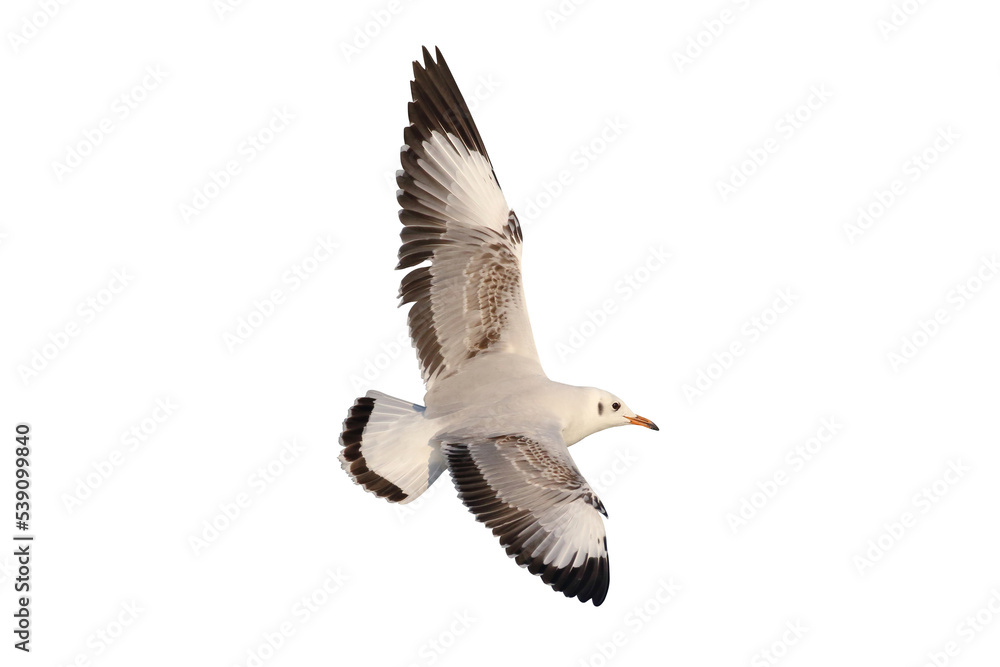 Fototapeta premium Beautiful seagull flying isolated on white background.