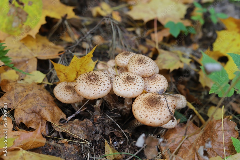 Armillaria mellea, commonly known as honey fungus. Close up. Armillaria mellea, commonly known as honey fungus. Close up.