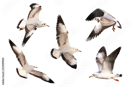 Set of seagulls flying isolated on white background.