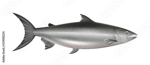 Whole salmon fish realistic. Unpiled fresh salmon isolated on white background. Restaurant menu