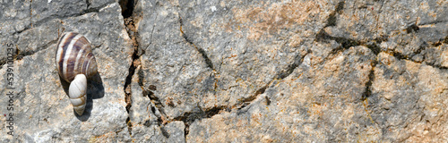 Schnecken auf einem Fels // Snails on a rock photo