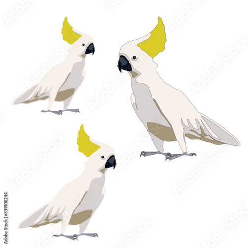 Vector white cockatoo parrot with yellow tufted scallop flat with shadows on white background