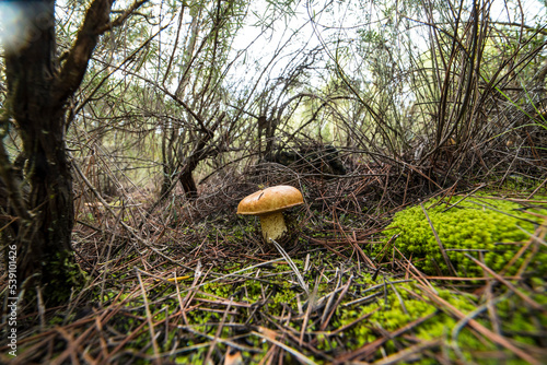 Lots of wild mushrooms on the mountain in autumn